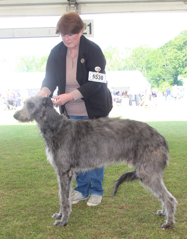 Yearling dog 1st 